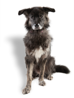 Assistenzhündin Ronja