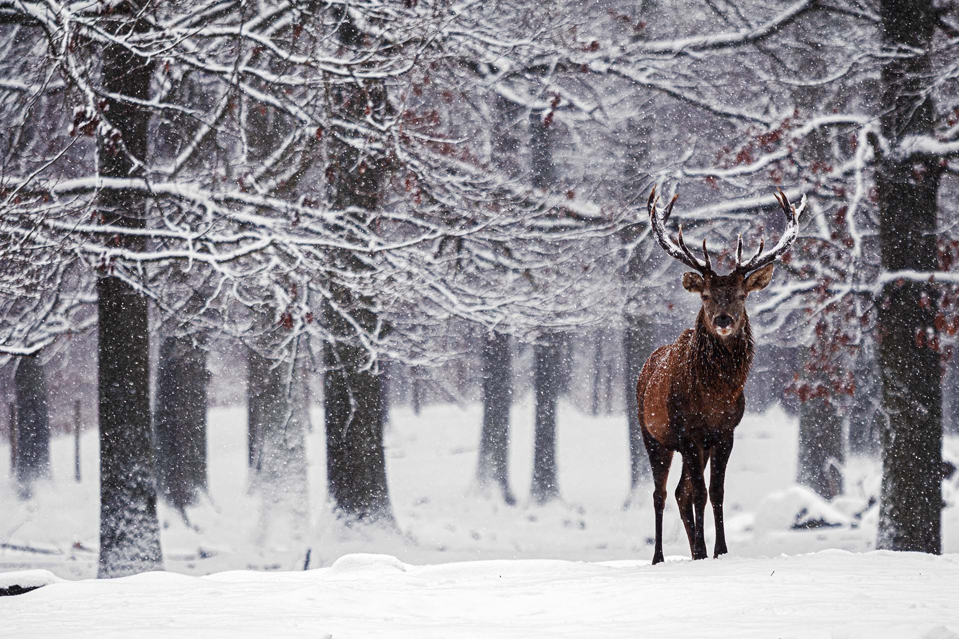 Rotwild im Wildpark Kaiserslautern