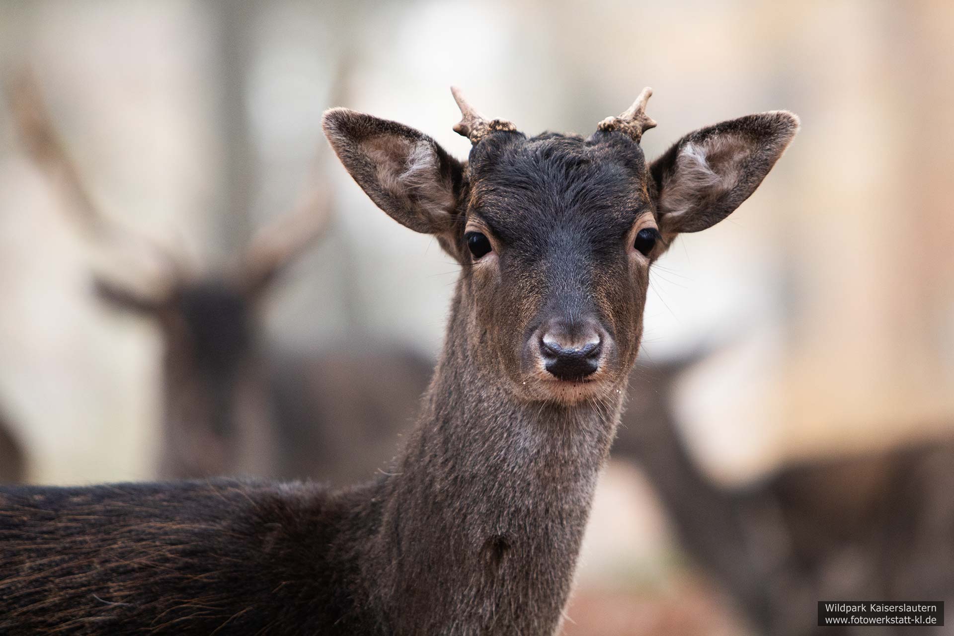 Damwild im Wildpark Kaiserslautern