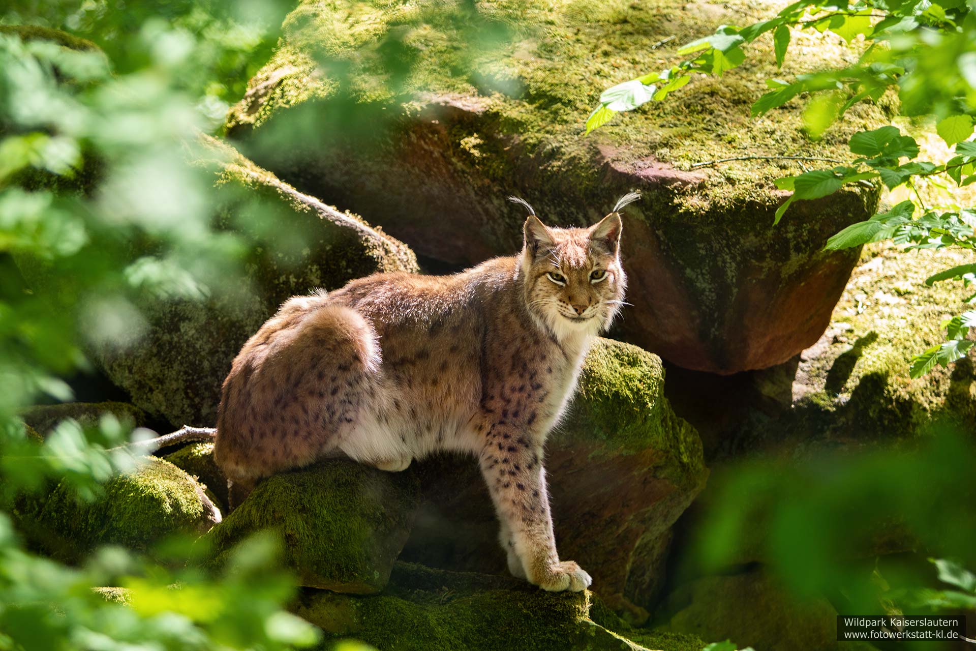 Luchs im Wildpark Kaiserslautern