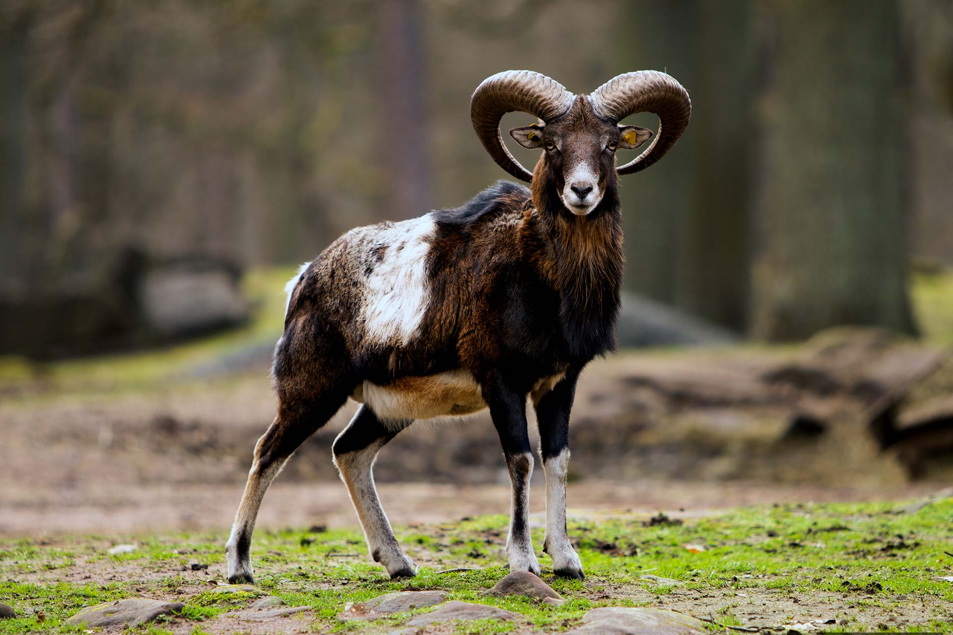 Mufflon/Muffelwild im Wildpark Kaiserslautern