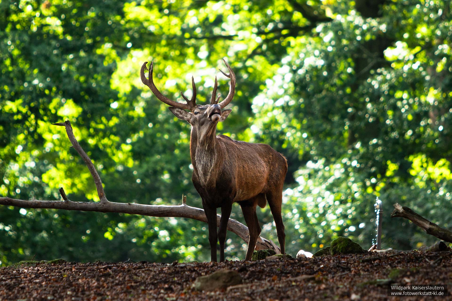 Rotwild im Wildpark Kaiserslautern