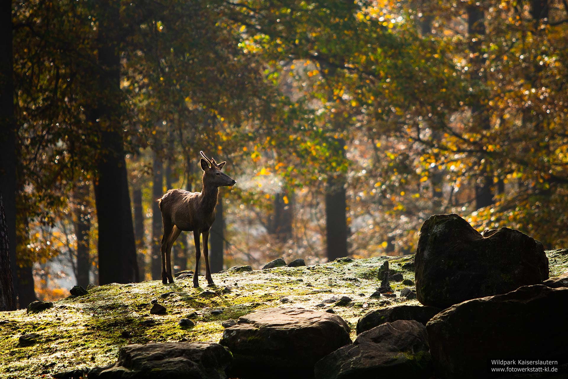 Rotwild im Wildpark Kaiserslautern