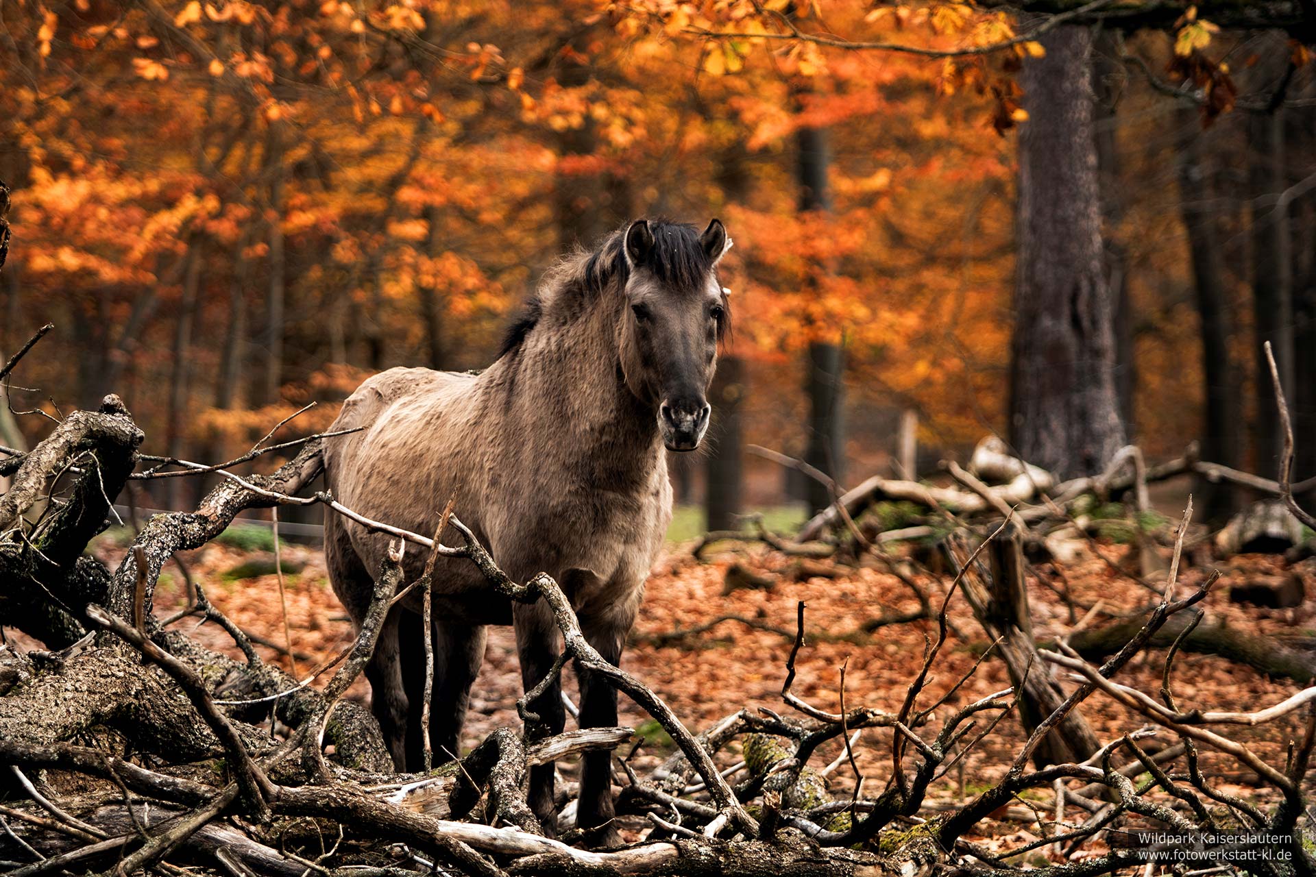 Tarpan (Nachzüchtung) im Wildpark Kaiserslautern