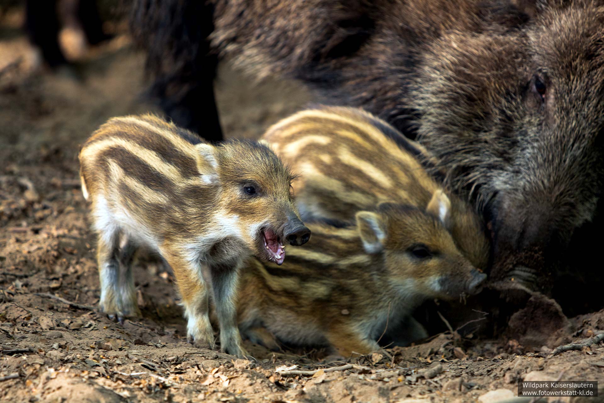 Wildschweine Frischlinge im Wildpark Kaiserslautern