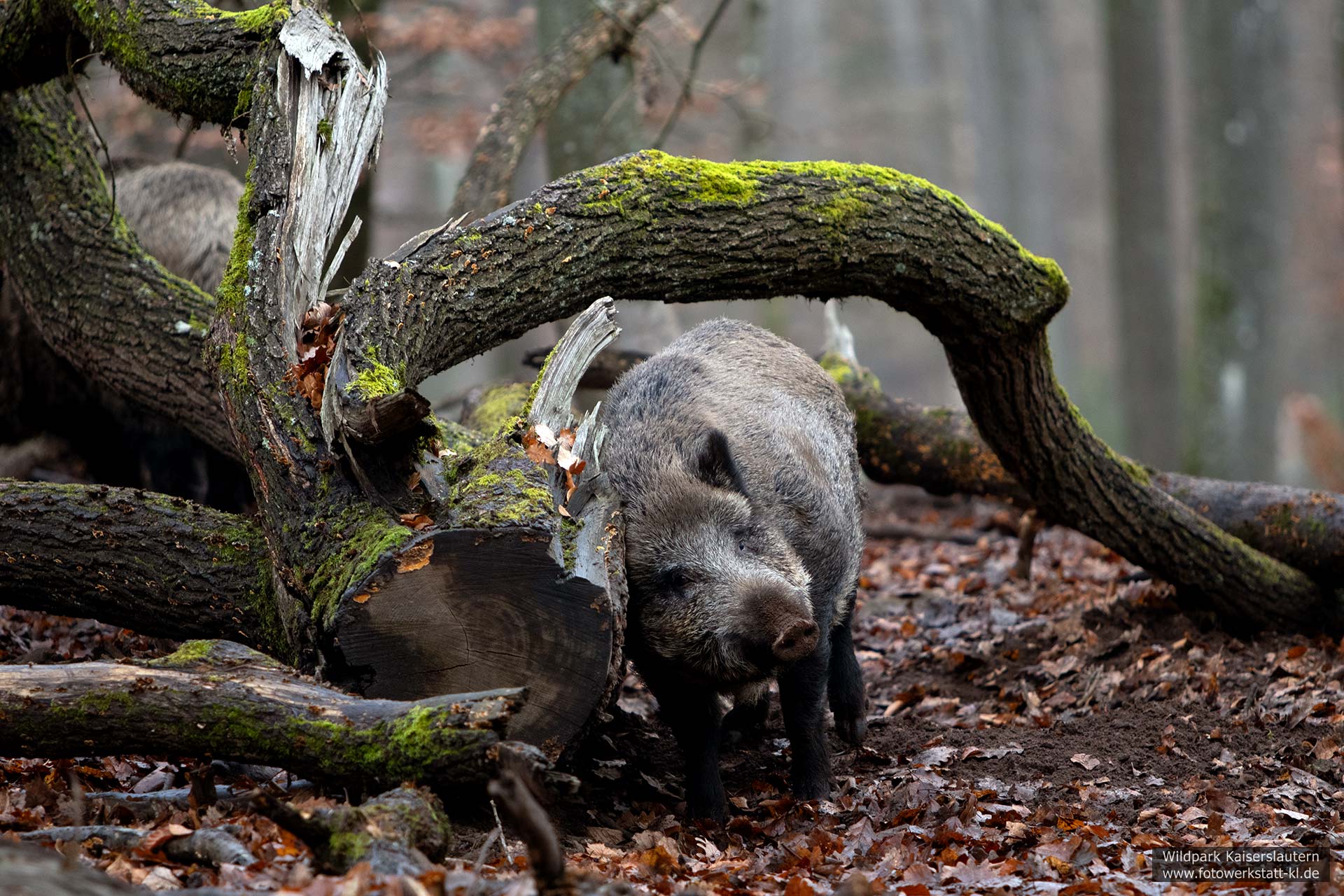 Wildschwein im Wildpark Kaiserslautern