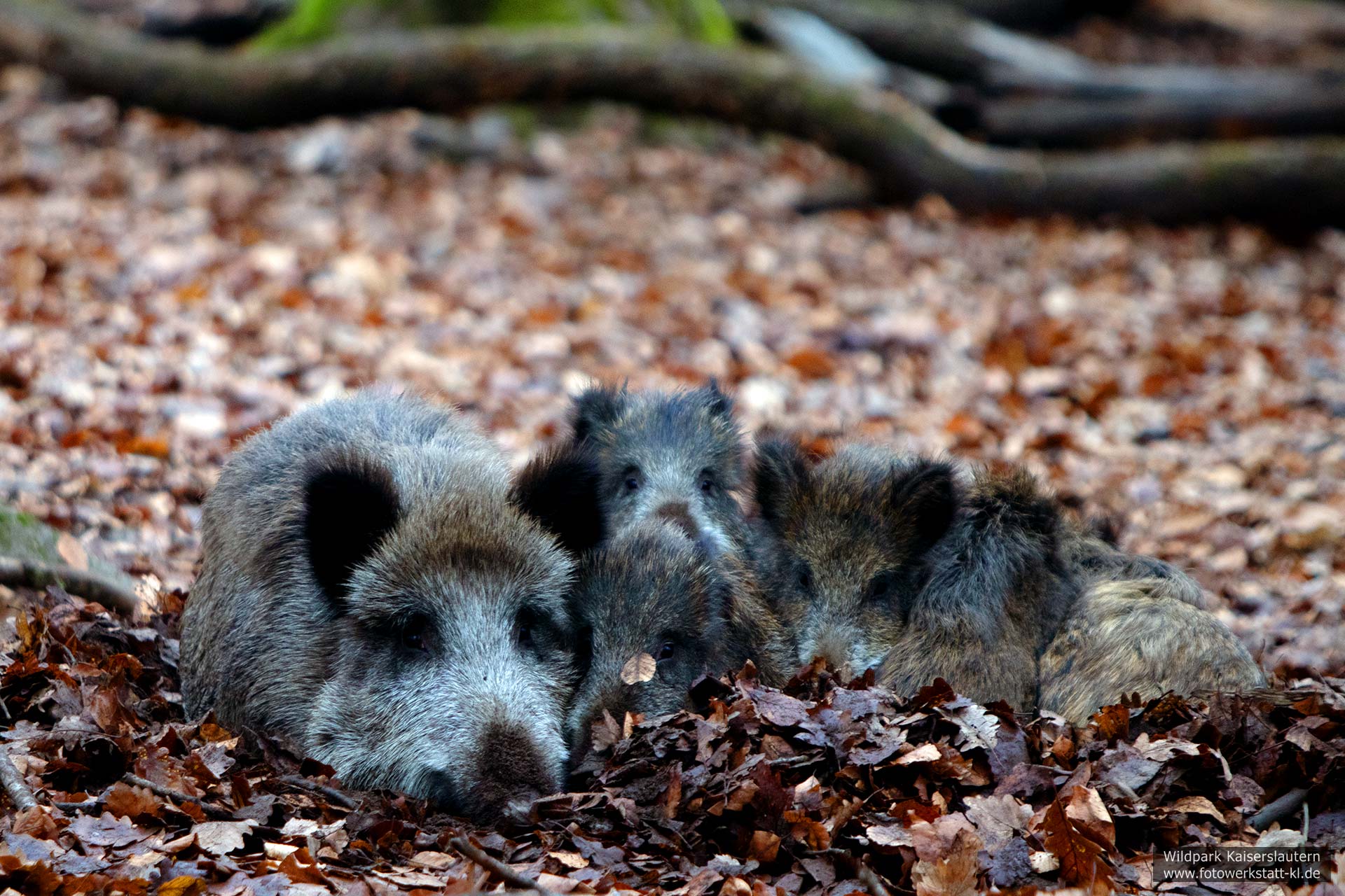Wildschweine im Wildpark Kaiserslautern