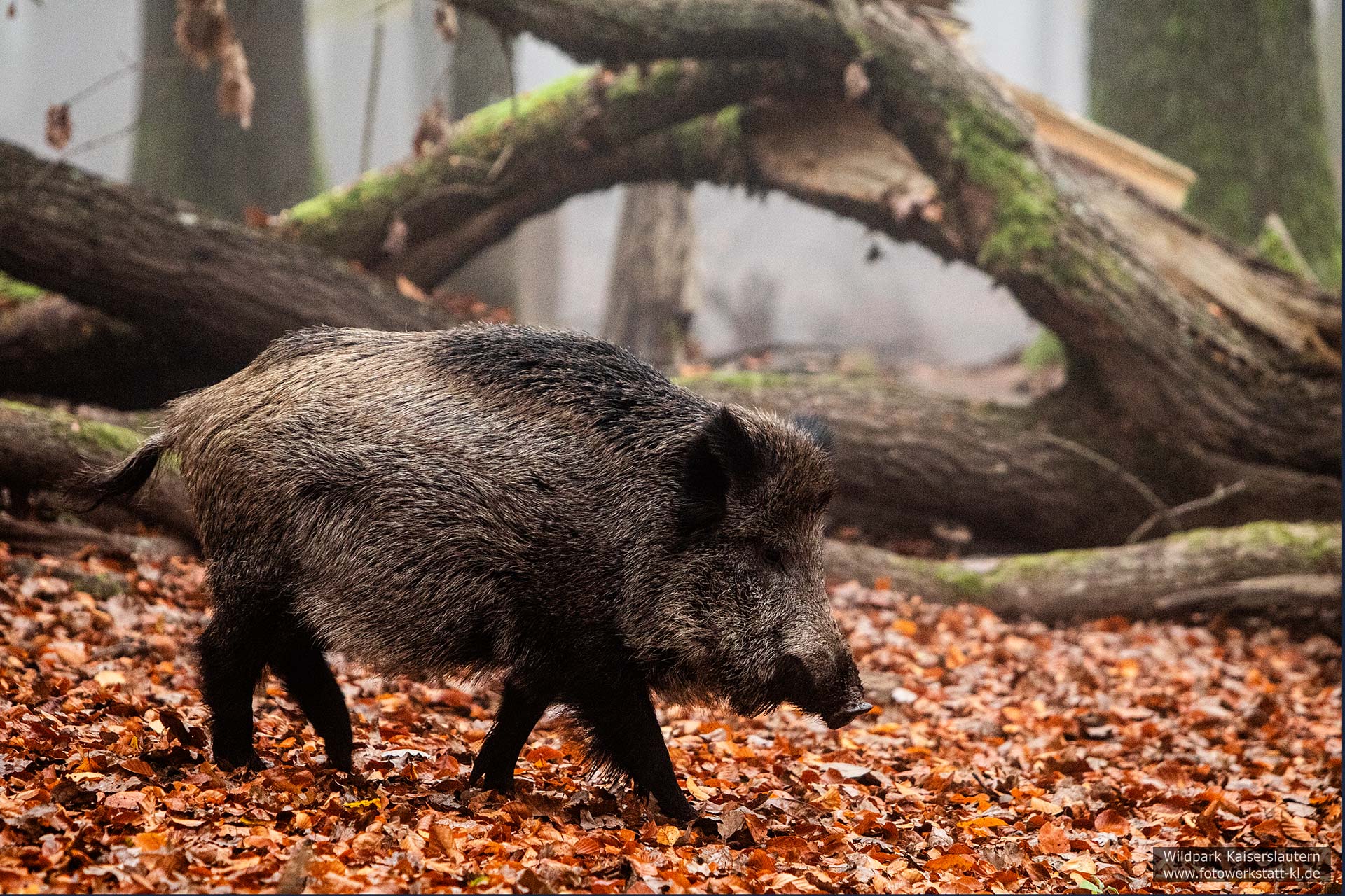 Wildschwein im Wildpark Kaiserslautern
