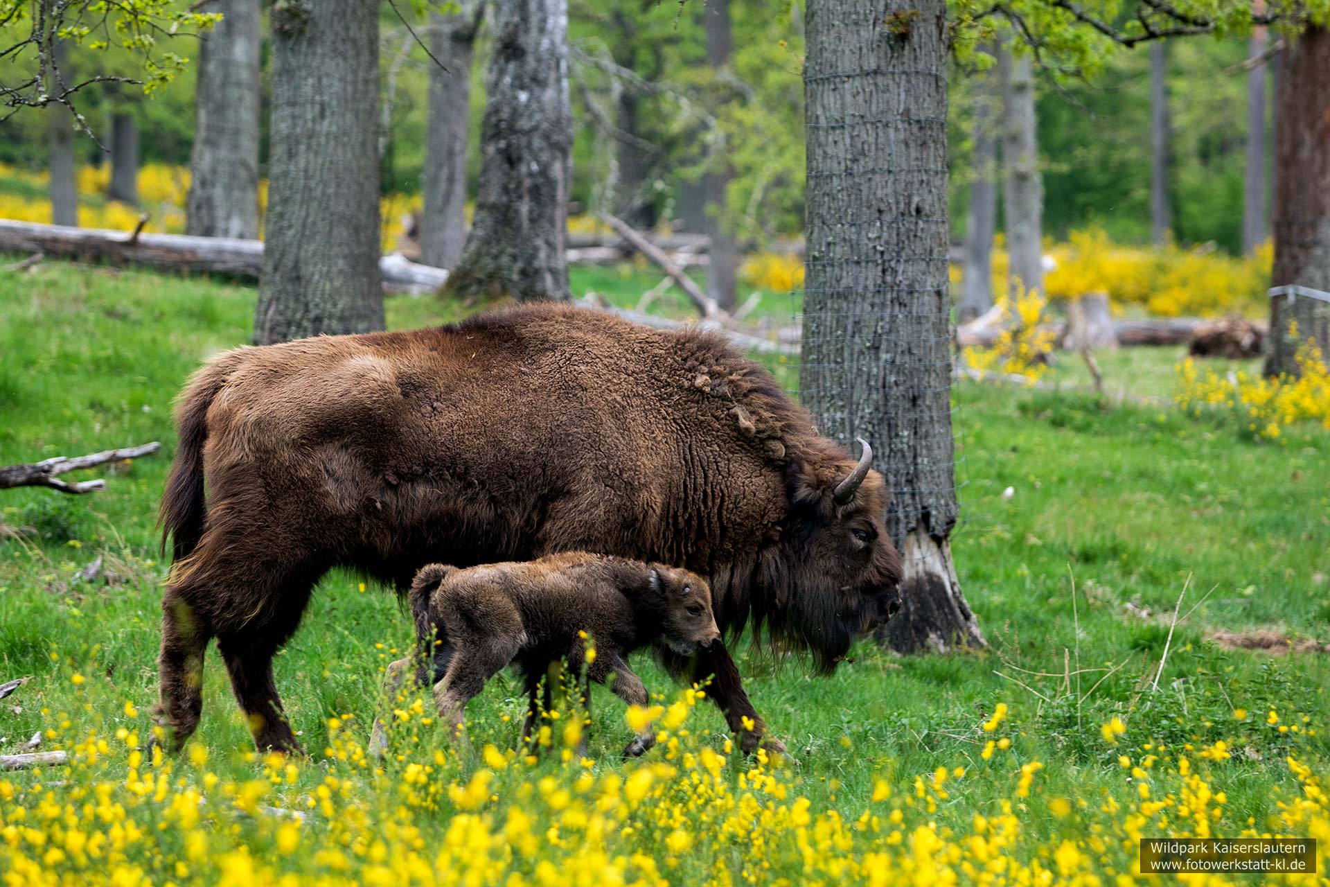 Wisente im Wildpark Kaiserslautern
