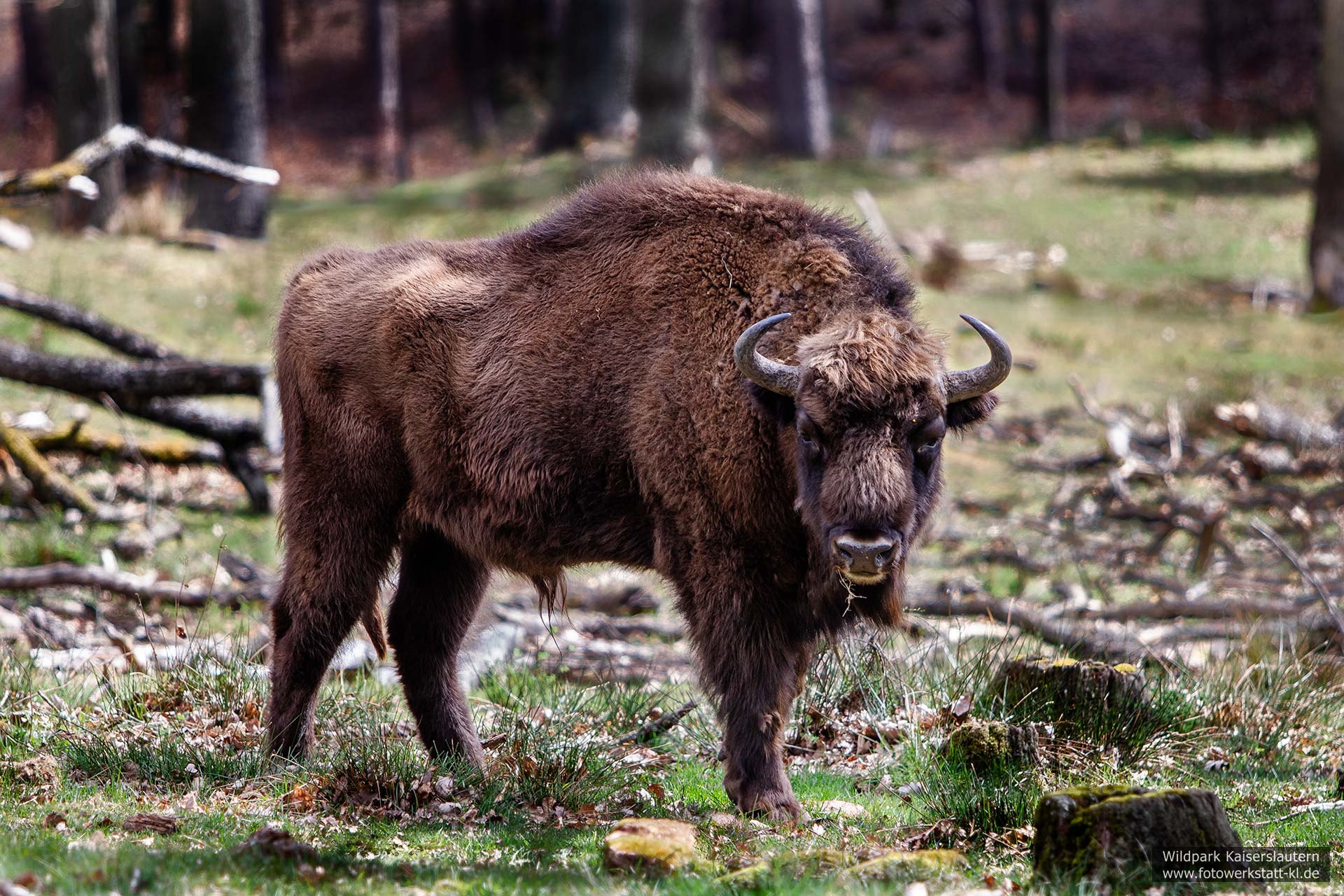 Wisent im Wildpark Kaiserslautern