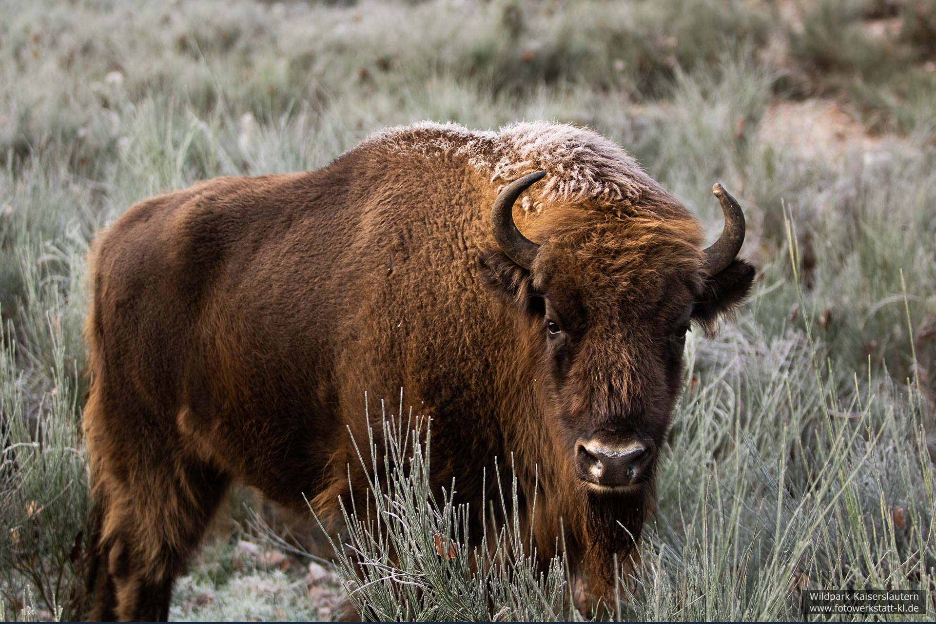 Wisent im Wildpark Kaiserslautern